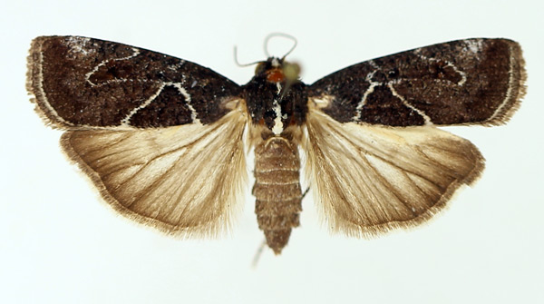 /filer/webapps/moths/media/images/P/persinuosa_Mesogenea_AF_TMSA_01.jpg