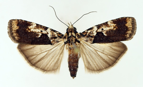 /filer/webapps/moths/media/images/P/persinuosa_Mesogenea_AF_TMSA_02.jpg