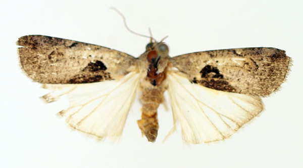 /filer/webapps/moths/media/images/P/persinuosa_Mesogenea_AM_TMSA_01.jpg