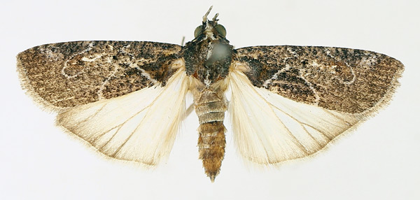 /filer/webapps/moths/media/images/P/persinuosa_Mesogenea_AM_TMSA_02.jpg