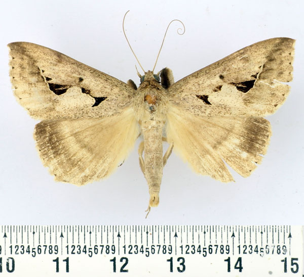 /filer/webapps/moths/media/images/P/persinuosa_Mocis_AM_BMNH.jpg