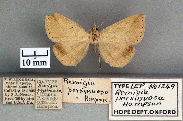 /filer/webapps/moths/media/images/P/persinuosa_Remigia_ST_OUMNH_01.jpg