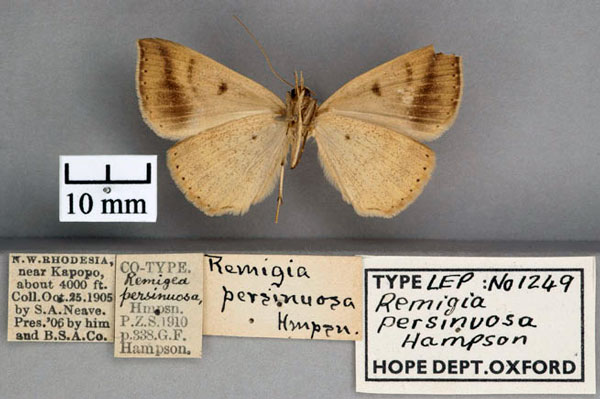 /filer/webapps/moths/media/images/P/persinuosa_Remigia_ST_OUMNH_02.jpg