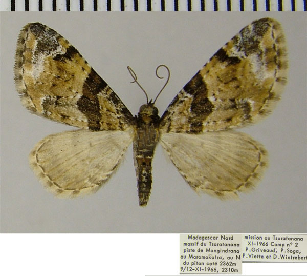 /filer/webapps/moths/media/images/P/personata_Eupithecia_AF_ZSM.jpg
