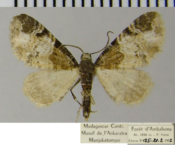 /filer/webapps/moths/media/images/P/personata_Eupithecia_AM_ZSM.jpg