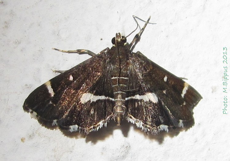 /filer/webapps/moths/media/images/P/perspectalis_Hymenia_A_Bippus_01.jpg