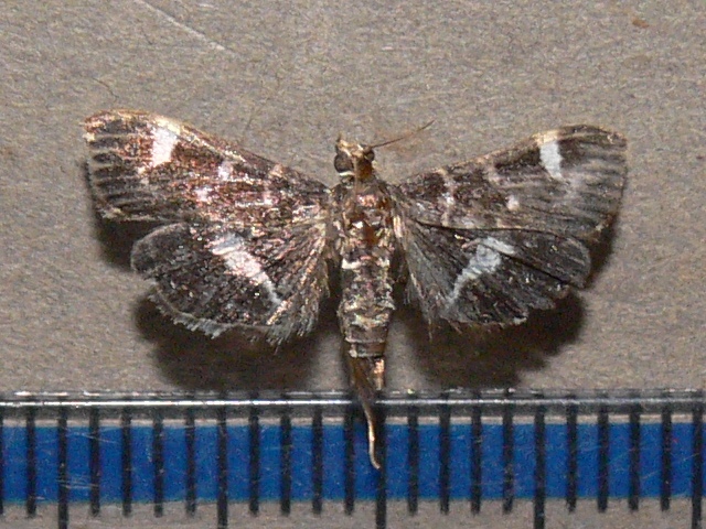 /filer/webapps/moths/media/images/P/perspectalis_Hymenia_A_Goff_02.jpg