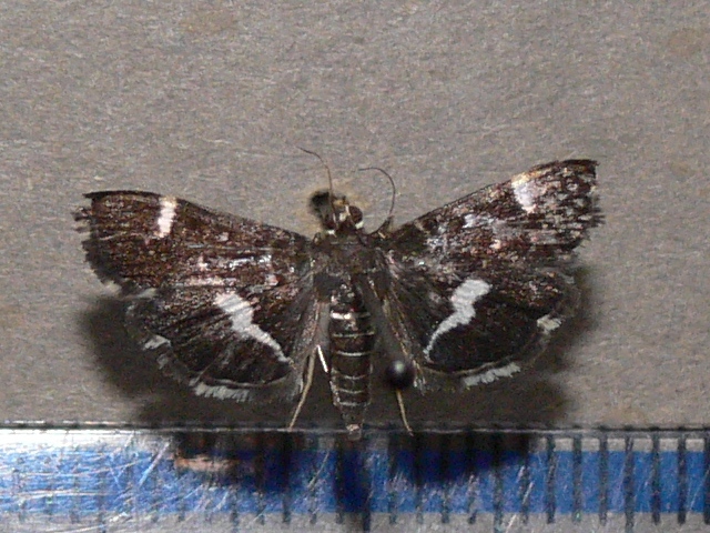 /filer/webapps/moths/media/images/P/perspectalis_Hymenia_A_Goffa_01.jpg