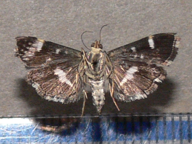 /filer/webapps/moths/media/images/P/perspectalis_Hymenia_A_Goffb_01.jpg