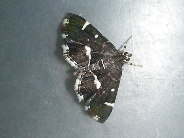 /filer/webapps/moths/media/images/P/perspectalis_Hymenia_A_Waring.jpg