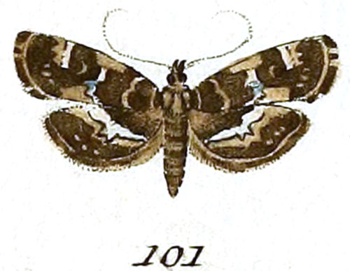 /filer/webapps/moths/media/images/P/perspectalis_Pyralis_ST_Hubner_16-101.jpg