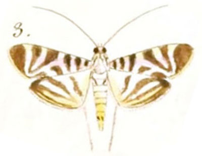 /filer/webapps/moths/media/images/P/perspicalis_Pyralis_STF_Hubner_210-3.jpg