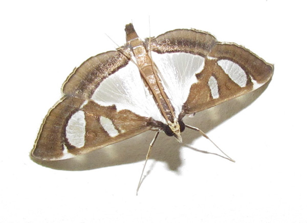 /filer/webapps/moths/media/images/P/perspicillalis_Diaphania_A_Heyns_02.jpg