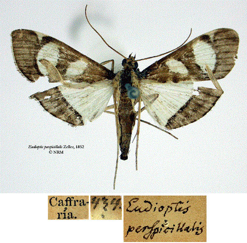 /filer/webapps/moths/media/images/P/perspicillalis_Eudioptis_STF_SNHMa.jpg