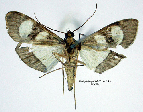 /filer/webapps/moths/media/images/P/perspicillalis_Eudioptis_STF_SNHMb.jpg