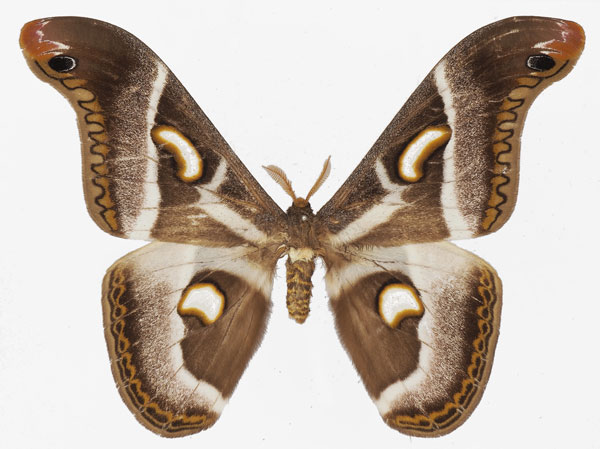 /filer/webapps/moths/media/images/P/perspicua_Epiphora_AM_Basquina.jpg