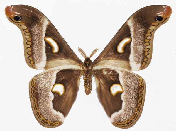 /filer/webapps/moths/media/images/P/perspicua_Epiphora_AM_Basquinb.jpg