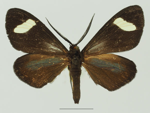 /filer/webapps/moths/media/images/P/perspicua_Pitthea_AM_Basquina.jpg