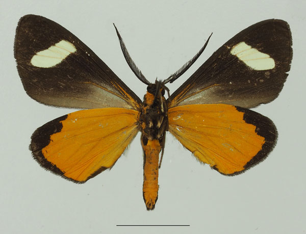 /filer/webapps/moths/media/images/P/perspicua_Pitthea_AM_Basquinb.jpg