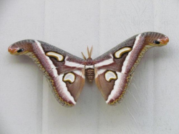 /filer/webapps/moths/media/images/P/perspicuus_Epiphora_A_Stanton.jpg