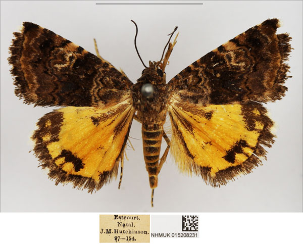 /filer/webapps/moths/media/images/P/perssoni_Ozarba_AM_NHMUK.jpg