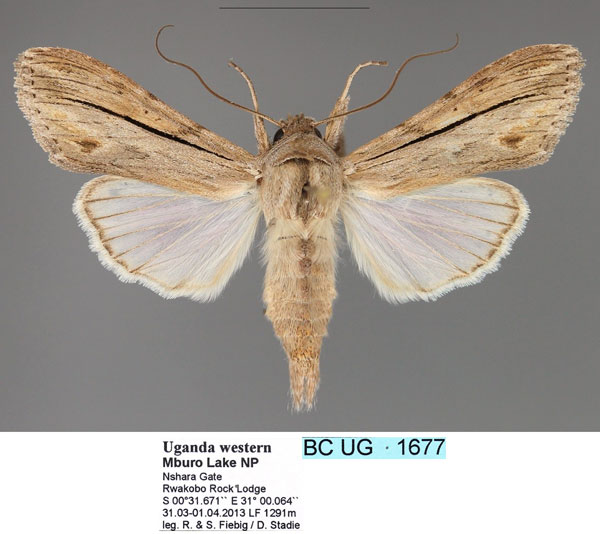 /filer/webapps/moths/media/images/P/perstriata_Cucullia_AM_Fiebig.jpg