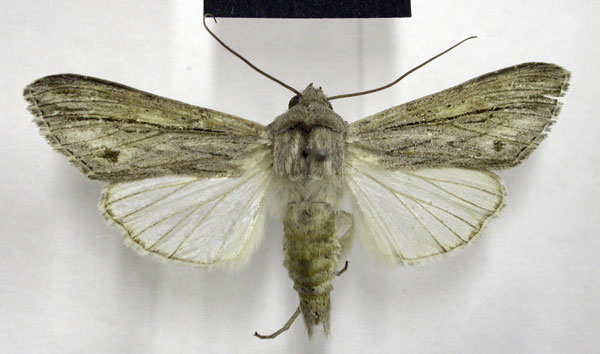 /filer/webapps/moths/media/images/P/perstriata_Cucullia_AM_TMSA.jpg
