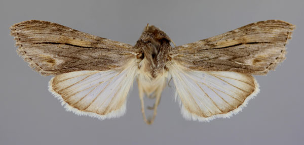 /filer/webapps/moths/media/images/P/perstriata_Cucullia_A_RMCA_01.jpg