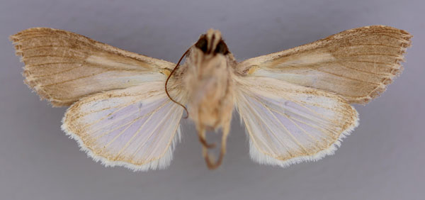 /filer/webapps/moths/media/images/P/perstriata_Cucullia_A_RMCA_02.jpg