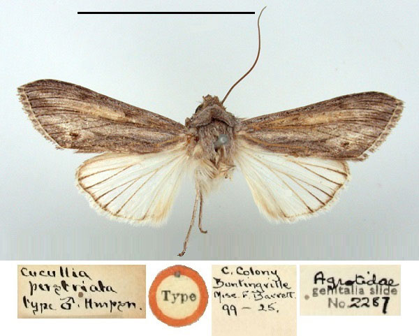 /filer/webapps/moths/media/images/P/perstriata_Cucullia_HT_BMNH.jpg