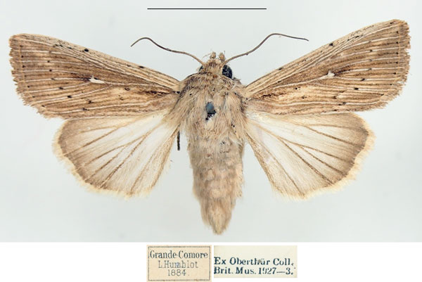 /filer/webapps/moths/media/images/P/perstriata_Leucania_AF_BMNH.jpg
