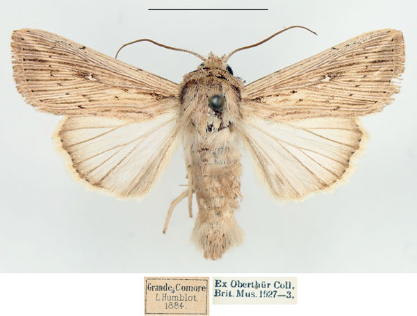 /filer/webapps/moths/media/images/P/perstriata_Leucania_AM_BMNH.jpg