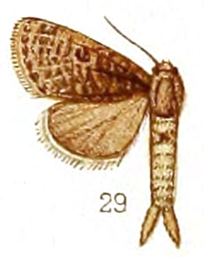 /filer/webapps/moths/media/images/P/perstriata_Metarbela_HT_NHMUK.jpg