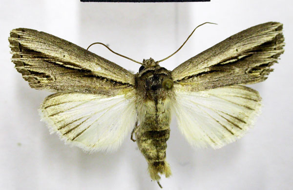 /filer/webapps/moths/media/images/P/perstriata_Mimleucania_AM_TMSA.jpg