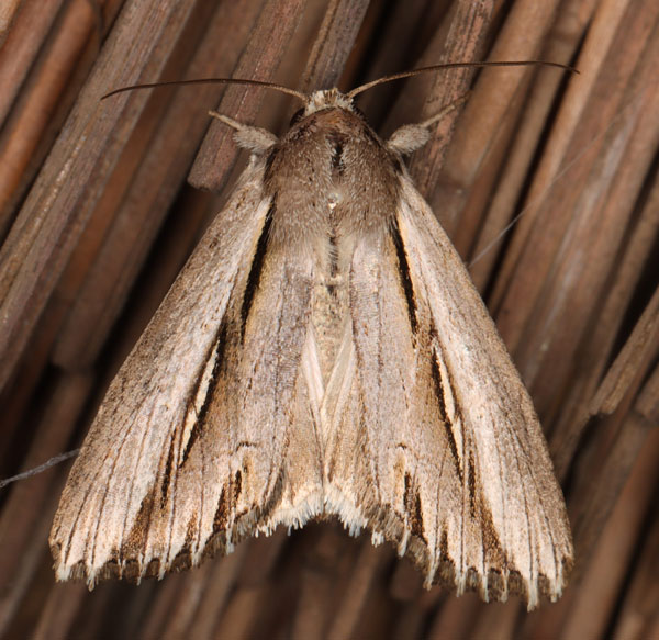 /filer/webapps/moths/media/images/P/perstriata_Mimleucania_A_Heyns.jpg