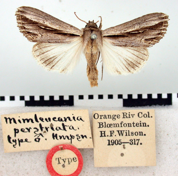 /filer/webapps/moths/media/images/P/perstriata_Mimleucania_ST_BMNH.jpg