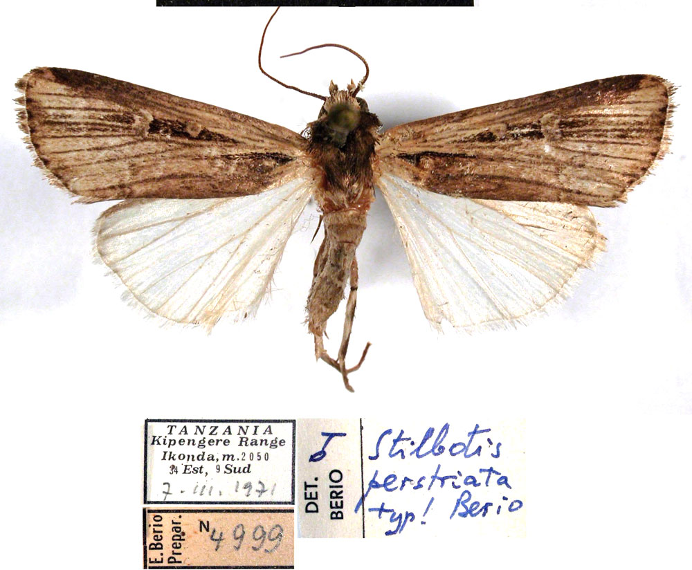 /filer/webapps/moths/media/images/P/perstriata_Stilbotis_HT_MSNM.jpg