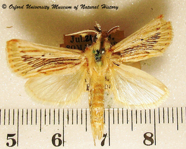 /filer/webapps/moths/media/images/P/perstrigata_Hypotia_A_OUMNH_01.jpg
