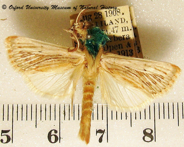 /filer/webapps/moths/media/images/P/perstrigata_Hypotia_A_OUMNH_02.jpg