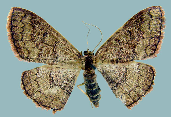 /filer/webapps/moths/media/images/P/perstrigulata_Epicosymbia_AF_ZSM.jpg