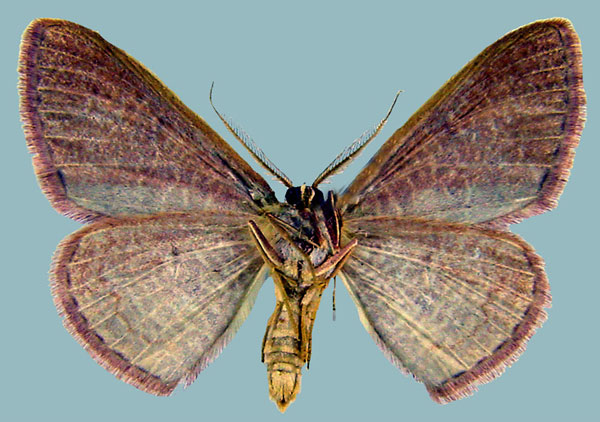 /filer/webapps/moths/media/images/P/perstrigulata_Epicosymbia_AM_ZSMb.jpg