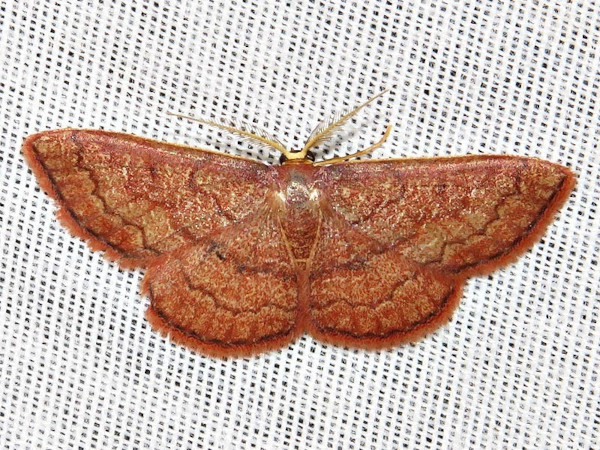/filer/webapps/moths/media/images/P/perstrigulata_Epicosymbia_A_Braun.jpg