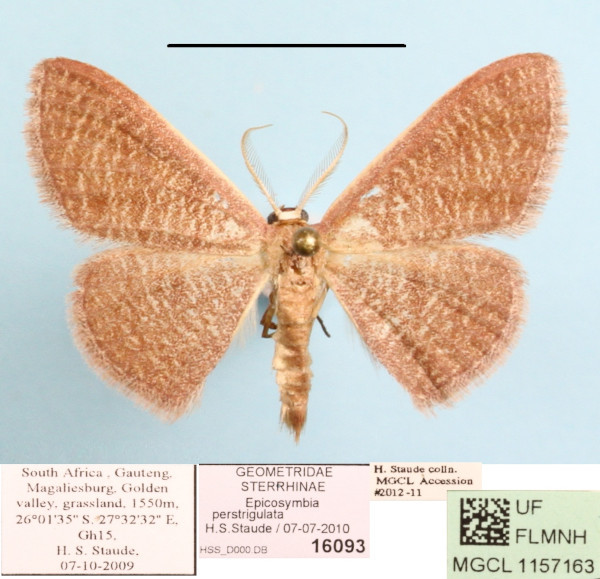 /filer/webapps/moths/media/images/P/perstrigulata_Epicosymbia_A_MGCL.jpg