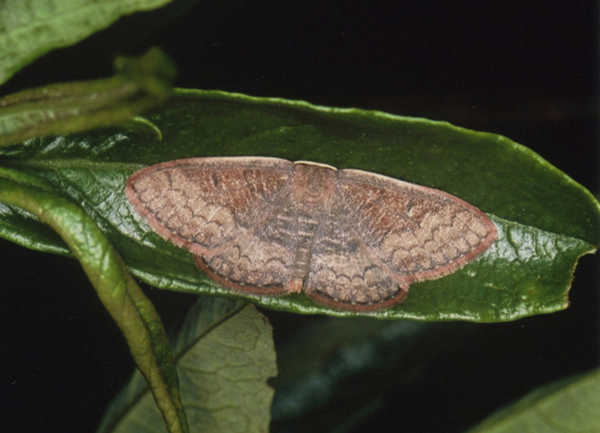 /filer/webapps/moths/media/images/P/perstrigulata_Epicosymbia_A_Roland_06.jpg