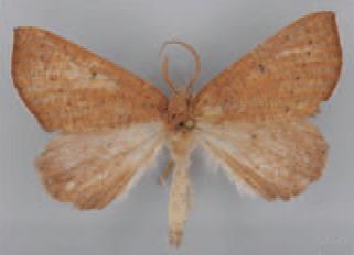/filer/webapps/moths/media/images/P/perstrigulatus_Eucopelatus_HT_ZSM.jpg