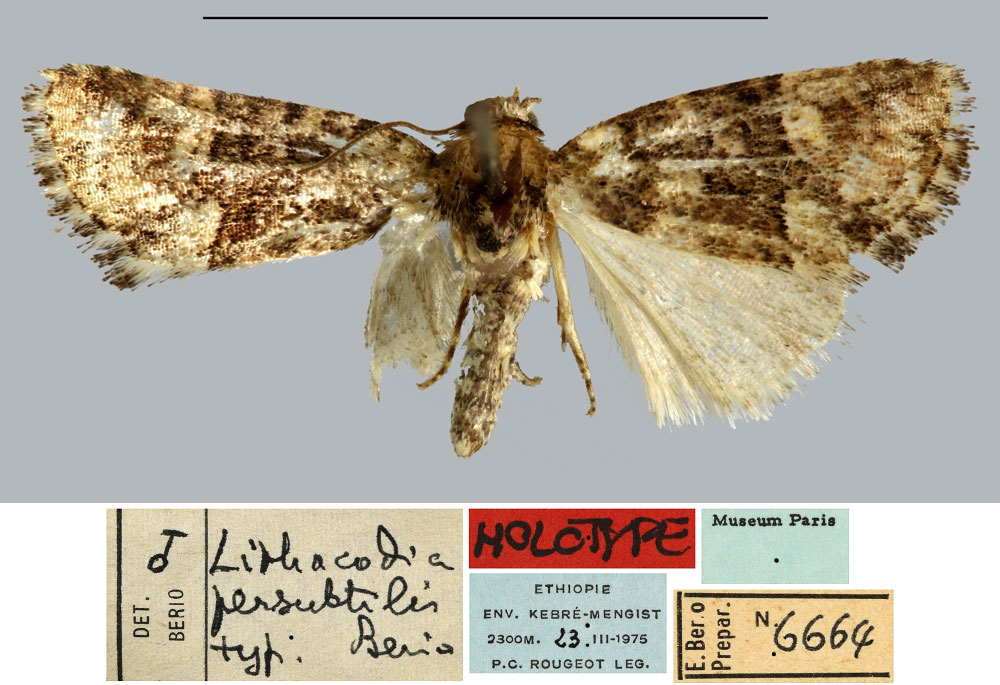 /filer/webapps/moths/media/images/P/persubtilis_Lithacodia_HT_MNHN.jpg