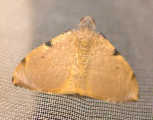 /filer/webapps/moths/media/images/P/persubtilis_Platypepla_A_Heyns_01.jpg