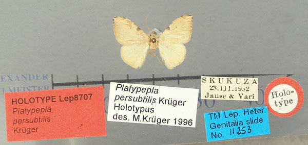 /filer/webapps/moths/media/images/P/persubtilis_Platypepla_HT_TMSA.jpg