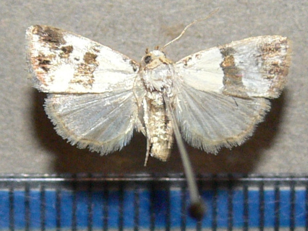 /filer/webapps/moths/media/images/P/perta_Maliattha_A_Goff_01.jpg