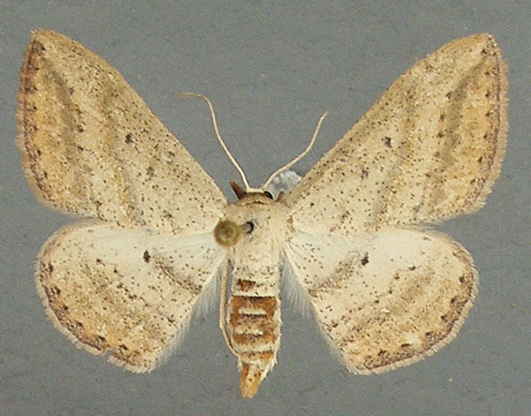 /filer/webapps/moths/media/images/P/pertinax_Scopula_AF_TMSA.jpg
